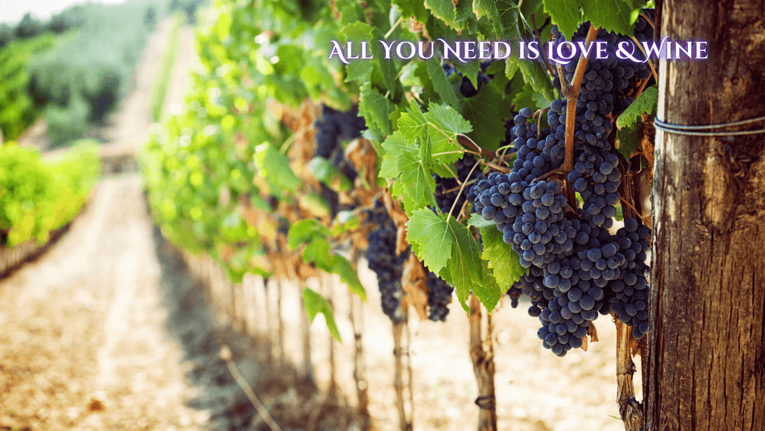 Bunch of Purple grapes hanging on a grapevine
