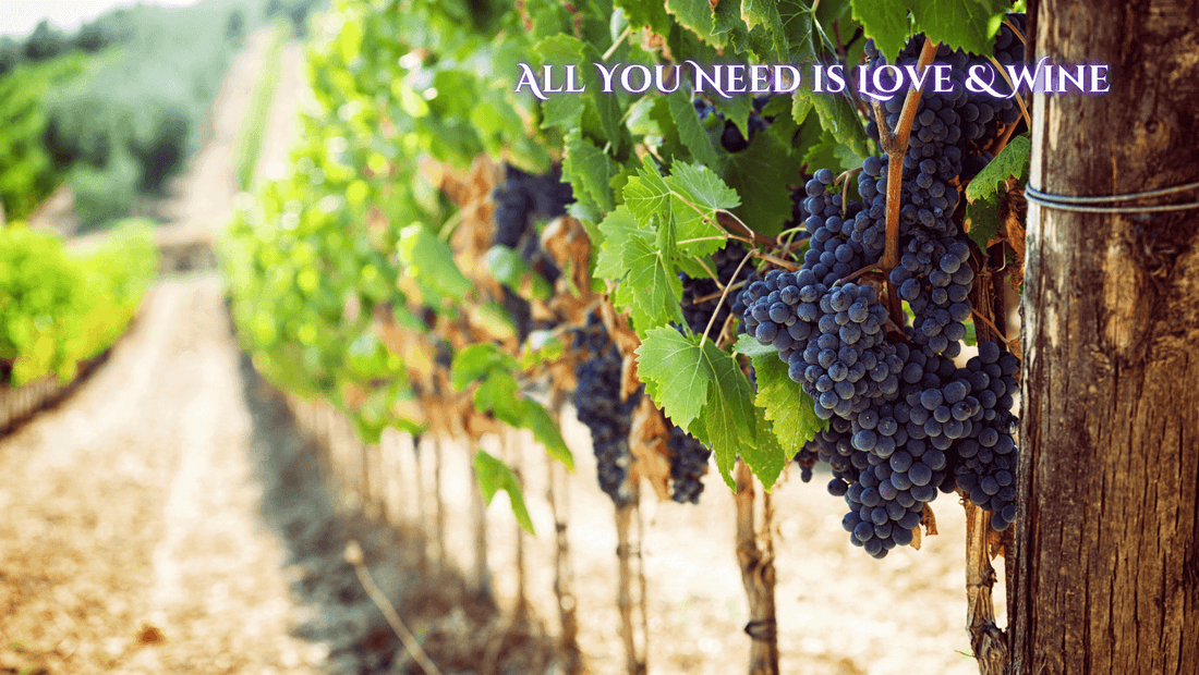 Climate-Resistant Grapes: Adapting Wine for a Changing World - Wine Coolers Online