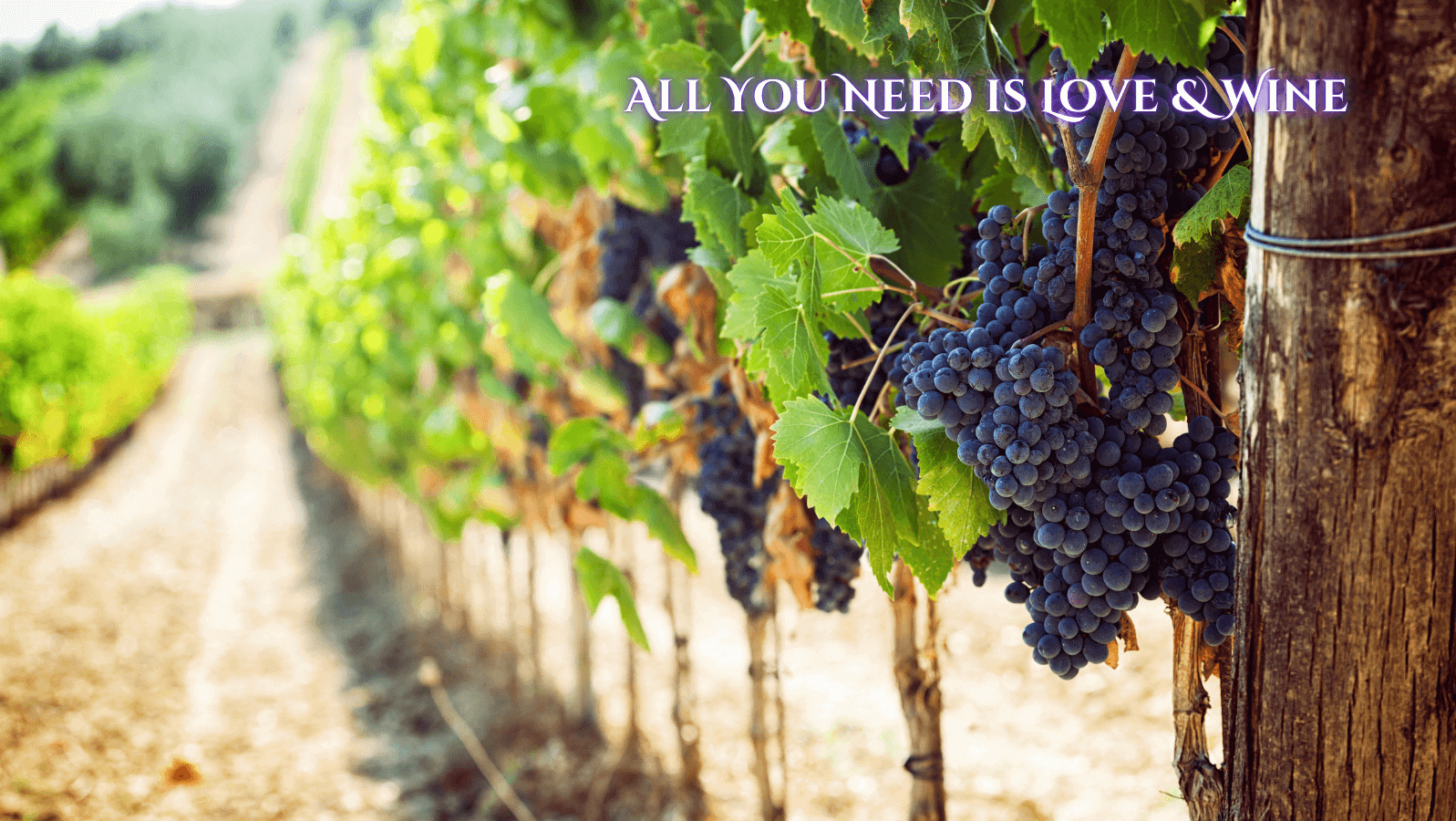 Climate-Resistant Grapes: Adapting Wine for a Changing World - Wine Coolers Online